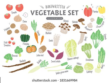 
Handwritten rough vegetable illustration set