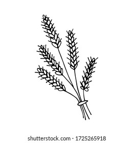 handwritten vector of a bunch of wheat spikelets on a white background 