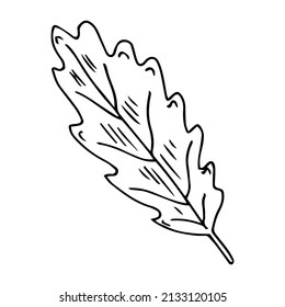 handwritten vector simple single leaf of oak tree on a white background. black and white oak leaf