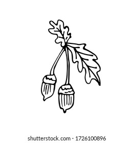 handwritten vector of a simple twig with two acorns on a white background .acorns on a branch black and white