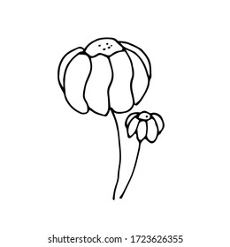 handwritten vector of two daisies on stems without leaves on a white background.chamomile black and white