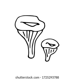 handwritten vector of two milk mushrooms on a white background . Hand drawn Saffron Milk Cap mushroom.