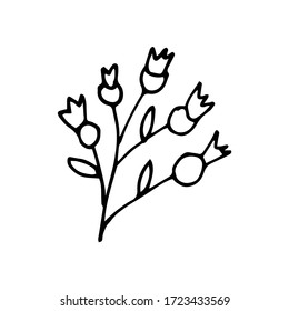 handwritten vector of a wild rose on a white background.twig rosehip black and white