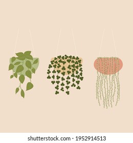 Hanger set for potted plants. Flowerpot isolated objects, collection of domestic plant pots. 