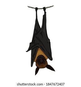 Hanging Bat Illustration. Vector Cartoon Flying Fox.