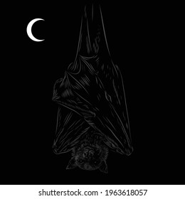 hanging Bat sleeping vector illustration drawing