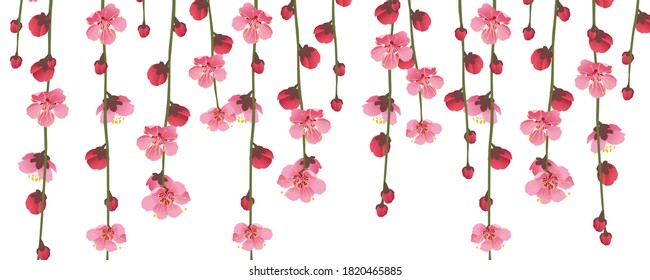 Ramas colgadas de Sakura sobre un fondo blanco. Pancarta de floración de cerezo de diseño. Gráficos vectoriales realistas de flores rosadas.