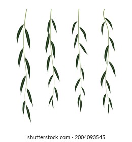 Hanging branches of willow isolated on white background. Flat vector elements