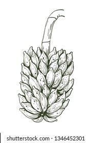hanging bunch of bananas on white background