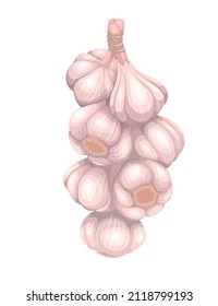 Hanging bunch of garlic bulbs. Drying vegetables, whole heads garlic, vector illustration.