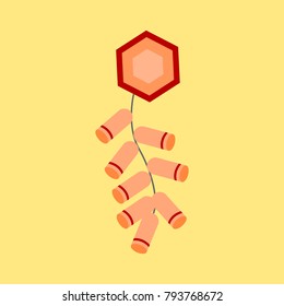 Hanging Decoration Chinese Firecracker Vector Illustration Graphic