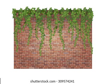 Hanging down ivy shoots on the brick wall background.