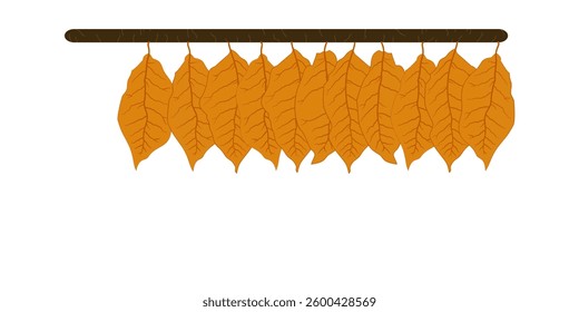 Hanging Dried Tobacco Leaves with copy space.
