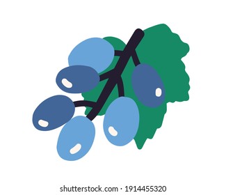Hanging grape branch with bunch of ripe purple fruits and leaf. Hand drawn colored flat vector illustration of isolated on white background