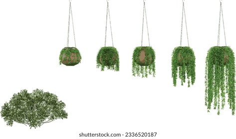 Hanging Green plant Monstera Collection, Trendy and Tropical for illustration, digital composition and architecture visualization