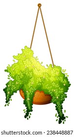 A hanging green plant on a white background 