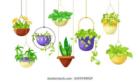 Hanging houseplants in colorful pots against a white background, vector illustration of indoor gardening. Vector illustration