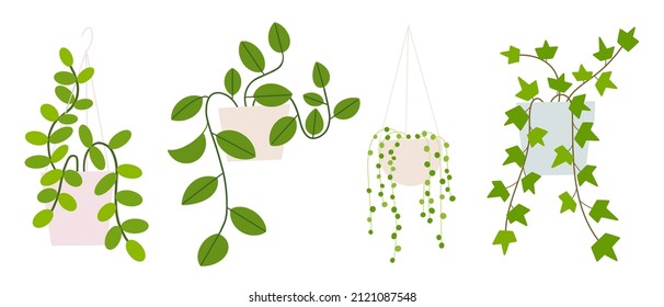 Hanging houseplants set in flowerpots. Flat hand drawn foliage hoya, ivy, string of pearls for modern office or home decor illustration. Cute green flower for urban jungle garden.