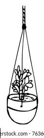 Hanging Jade Plant Illustration
