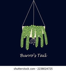 Hanging plant Burro's Tail or Donkey Tail in a hanging pot. Flat vector illustration.