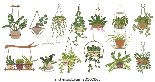 Hanging plants, indoor potted houseplants in macrame hangers. Home plant in handmade hanger, house interior decor elements vector set. Floral bloom and foliage decoration for home and office