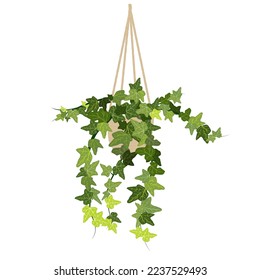 Hanging pot with ivy on a white background