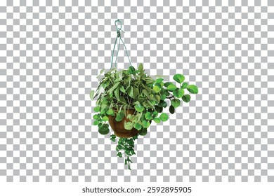 Hanging Potted Plants on Transparent Background