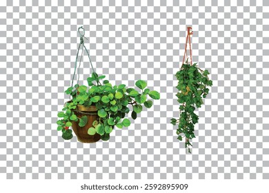 Hanging Potted Plants on Transparent Background