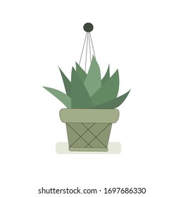 Hanging succulent plant. Macrame plant. A flower pot on a rope 