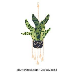 Hanging trailing macrame house plant pot. Home interior flowerpot. Indoor various macrame houseplant. Home office garden hanging plant. Vector flat illustration