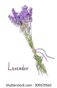 Hangs Lavender bunch with a jute rope. Sketch with watercolor imitation texture. Vector illustration.