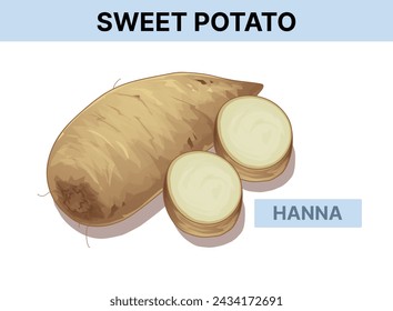 Hanna sweet potato. Vector ilustration isolated on white. 