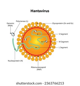 Hantavirus with the protective medical mask. hantavirus Emergency concept. Hantavirus, HPS virus infection pulmonary syndrome HPS. The outbreak continues to spread outside China. Chinese flag