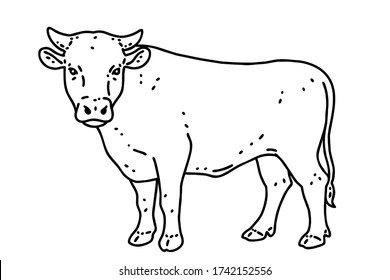 Hanwoo. It is a breed of small cattle native to Korea. Vector line art illustration.