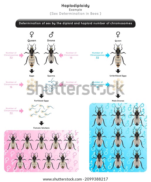 Haplodiploidy Infographic Diagram sex\
determination by diploid or haploid chromosomes number bee drone\
fertilize egg result male unfertilized result female heredity\
genetic science education\
vector