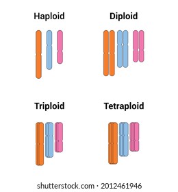 haploid diploid triploid tetraploid vector illustration