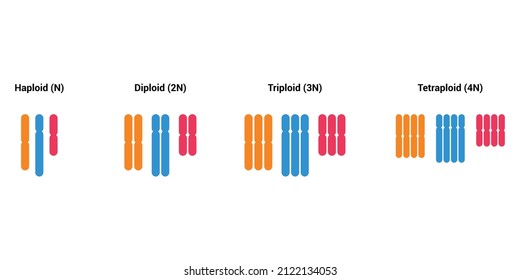 haploid diploid triploid tetraploid vector illustration