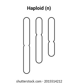 Haploid (n) Types Of Polyploidy