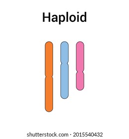 Haploid (n) Types Of Polyploidy