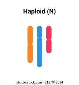 Haploid (n) Types Of Polyploidy