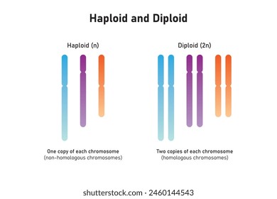 Haploidy and Diploidy Scientific Design. Vector Illustration.
