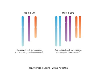 In: Haploidy and Diploidy Scientific Design. Vektorillustration.