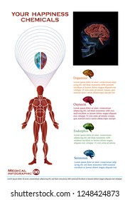 Happiness Chemicals In Human Brain 