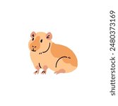 Happy American guinea pig with orange color of coat. Cute short hair cavy sitting. Fluffy domestic animal relaxes. Funny pet, rodent. Hand drawn flat isolated vector illustration on white background