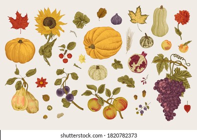 Happy Autumn. Harvest. Autumn botanical set. Vector vintage illustration. Colorful