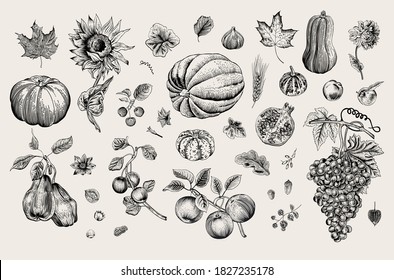 Happy Autumn. Harvest. Autumn botanical set. Vector vintage illustration. Black and white