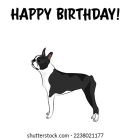 Happy birthday card with dog, holiday design. Present for dog lover. Funny cartoon dog breed illustration.  Minimalistic greeting card. Fun Boston Terrier dog character postcard with white background.