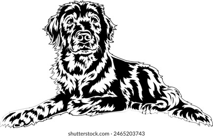 A happy black labrador is lying down. Vector outline illustration without background