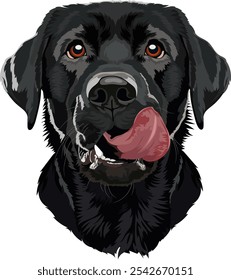 Happy black Labrador Retriever with a wet nose and a sticking out tongue, sitting on a white background. Vector illustration perfect for pet-related designs, greeting cards, and children's books