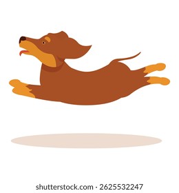 Happy brown dachshund jumping and running with tongue out